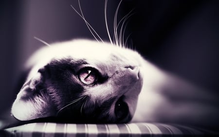 Cat - whiskers, cat, eyes, cats, lovely, dreamy