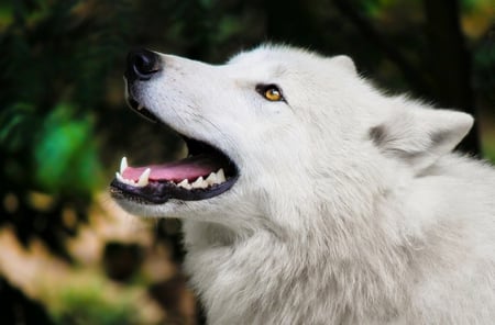 Arctic Wolf - white, wolf, wolves, fur, arctic wolf, eyes, beautiful, animal