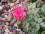 Dewey Pink Rose over Rocks