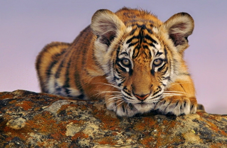 In training - black, white, cub, gold, tiger, stripes