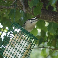 Downy Woodpecker