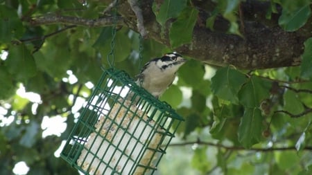 Downy Woodpecker - nature, woodpecker, feeder, birds