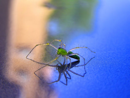 Spider On The Go - crawler, legs, upclose, spider