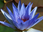 Blue Lotus