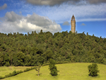 Tower in the Forest