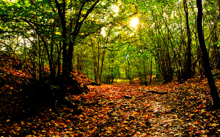 Autumn - pretty, magic, autumn colors, splendor, grass, forest, leaves, sunrays, path, view, sky, way, woods, sun, sunlight, carpet, trees, beautiful, beauty, colors, lovely, tree, carpet of leaves, fall, nature, rays, green, autumn, autumn leaves, peaceful