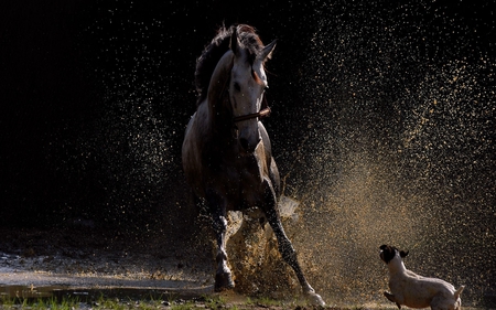 Horse VS Dog - wallpapers, horse, horse vs dog, dog, animal, sand, photo, splash