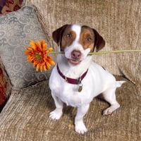 Cute Puppy Dog Holding a Flower By Mouth