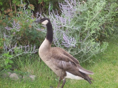 Canadian Goose - bird, goose, canadian goose, picture