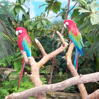 Parrots