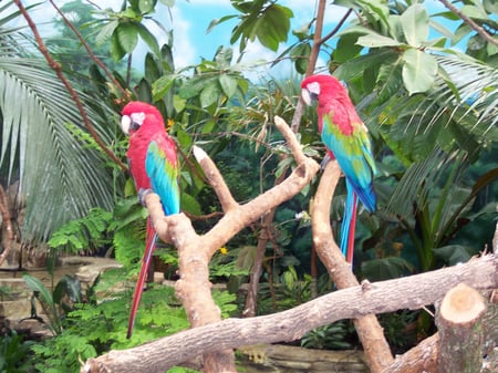 Parrots - bird, parrots, picture, macaws