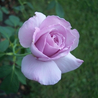 Purple Rose