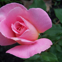 Pink Rose