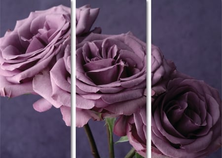 For you, my friend♥ - roses, magic, peace, flowers, deep, purple, hope, violet, spirit, forever, beautiful, love, three, wonderful, happiness, nature, sisters, background