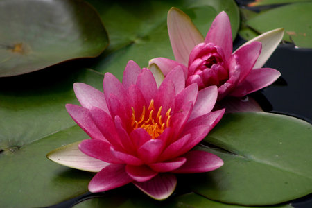 waterlily - flowers, pond, nature, red waterlily