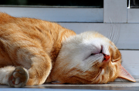 sleeping.... - cute, cats, ginger cat, sleeping