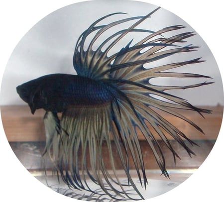 Saturn Betta - fish, fins, saturn, betta