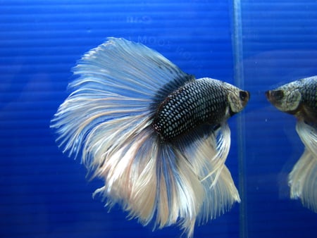 Betta Beauty - fins, beauty, betta, fish