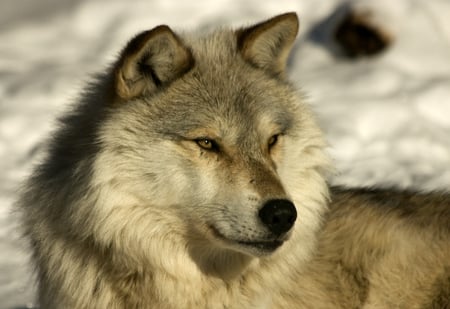 beautiful wolf - fluffy, fur, animal, nature, wolf, beautiful, photography, wild