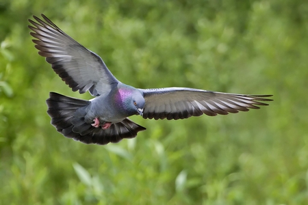 flying beauty - pretty, pigeon, photography, animal, bird