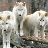 white wolves
