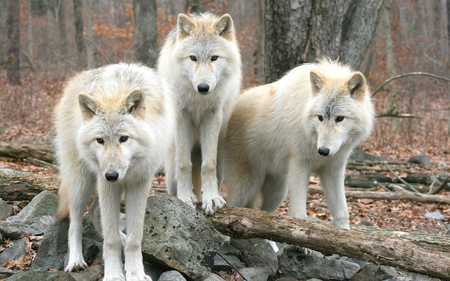 white wolves - white, beauty, nature, fur, pretty, wild, photography, animal