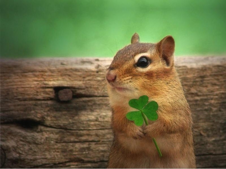 I Got My Clover For St. Patrick's Day - squirrel, animals, eyes, clover, wood, ears, three, green, chipmunk