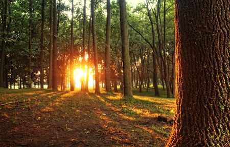 Forest - sunset, forest, nature, other