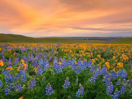 flower sunset - nature, sky, sunset, wildflowers, washington