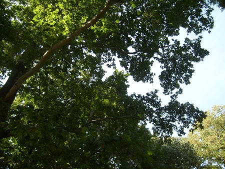 Tree - pretty, sunny, summer, photo, leaves, tree, photogrpahy, nature, green, sky, bulgaria