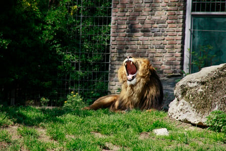 Lion - beautiful, photography, cats, lion, mazare alexandru, royal, animals