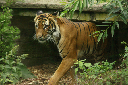 Siberian Tiger - siberian tiger, beautiful, siberian, mazare alexandru, tiger, nature, phtography, cats, tigers, royal, animals