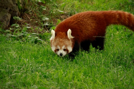 Red Panda - mazare alexandru, cute, animals, beautiful, grass, forests, photography, nature, red panda