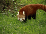 Red Panda