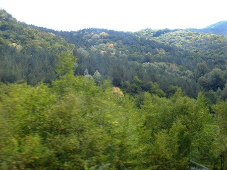 Rhodopy - pretty, trees, beautiful, photography, forest, photo, mountain, bulgari, nature, green, sky