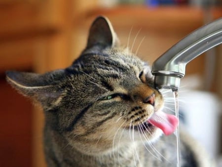 Thirsty Cat - cat, cool, thirsty, picture