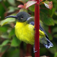 Little Bird