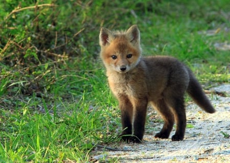 Why did the fox cross the road? - fox, cute, road, pup