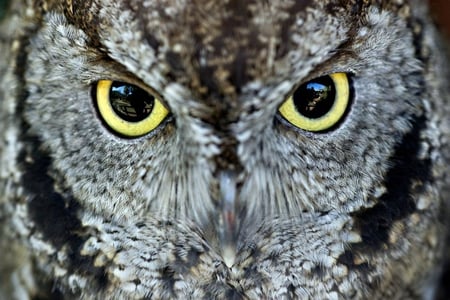 I see you! - owl, bird, eyes, nature