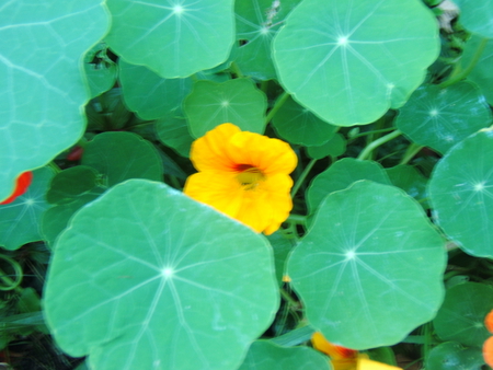 yellow flower - leaves, garden, yellow, flower