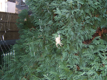 spider on spiderweb - spider, web, nature, tree