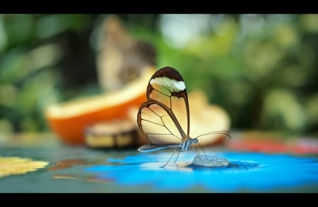 Glassed winged butterfly - unusual, nature, butterfly, clear