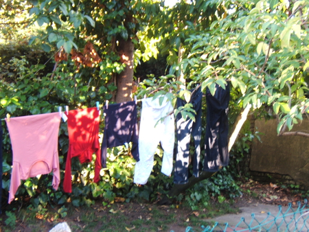 washing line - nature, clothes, tree, line