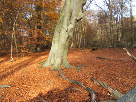 forest - forest, nature, tree, autumn