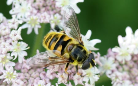 Hover fly - wings, hover fly, flower, stripes