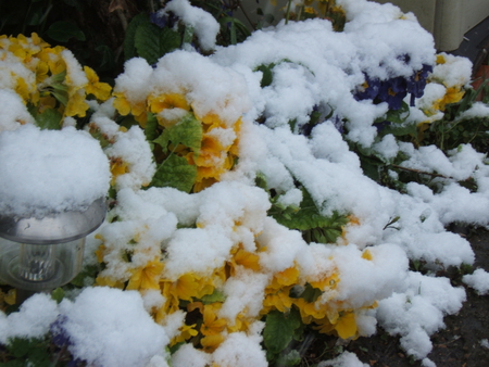 snowy flowers - winter, nature, flower, snow