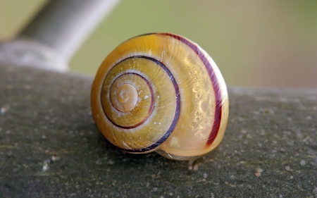 Snail - shell, insect, slime, bug, snail