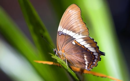 Buttrerfly Season - season, animals, photography, nature, view, butterfly, beautiful, creature, flowers, garden