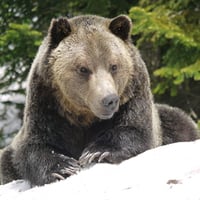 Relaxing Grizzly Bear