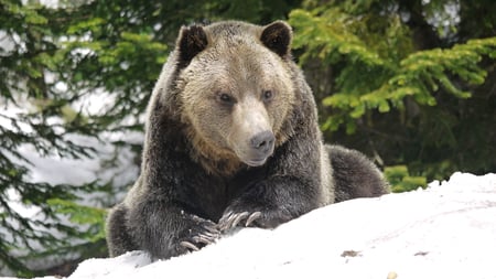 Relaxing Grizzly Bear - bear, nose, resting, snow, claws